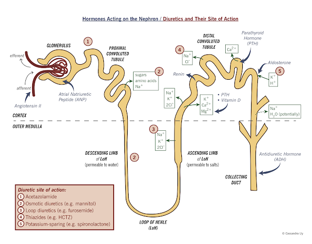 Antidiuretic Hormone antidiuretic hormone