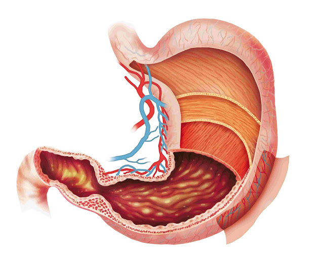 Digestion, Excretion Strange Facts and Health Problems digestion