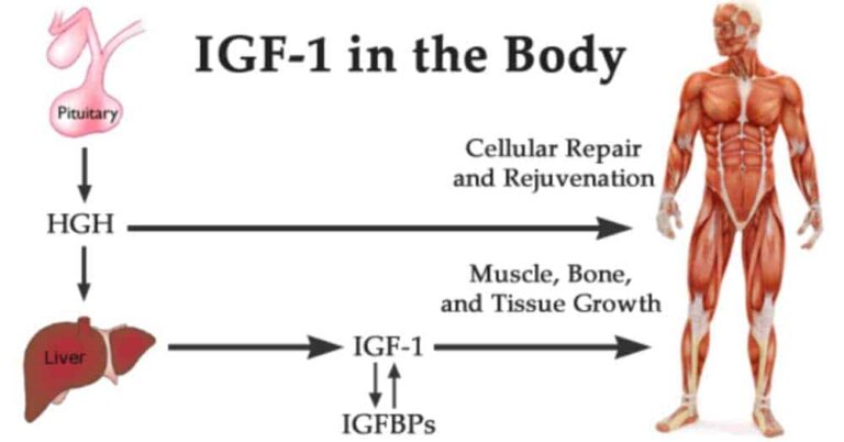 igf-1