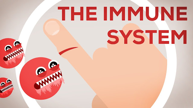 Immune System Basics immune system