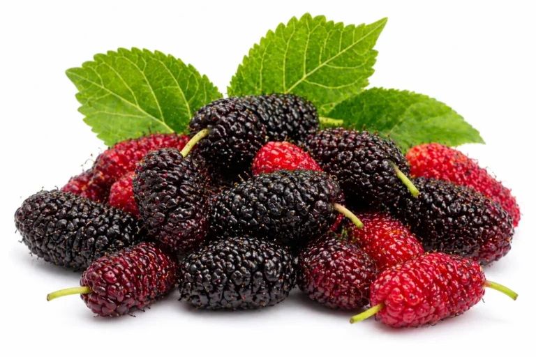 Fresh mulberries showing health benefits and nutritional value for natural healing