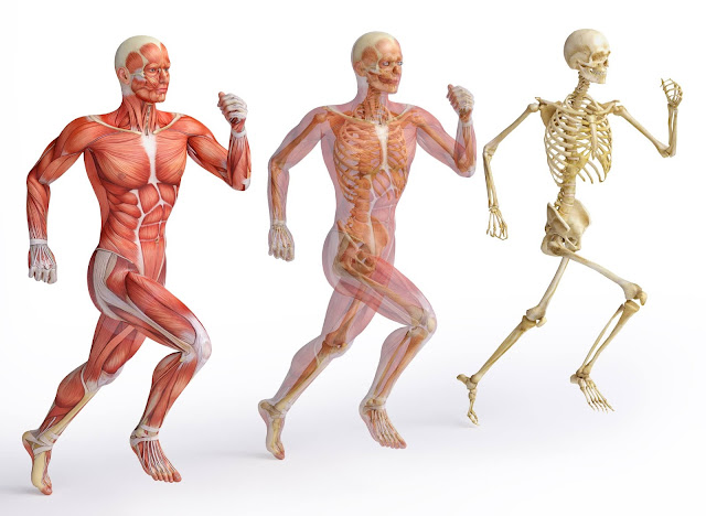 Pulmonary, Gastrointestinal, and Musculoskeletal, Not Just Cardiac musculoskeletal
