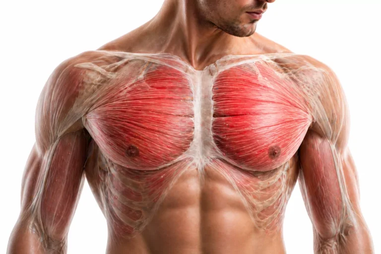 Pectorals Anatomy Illustration of pectoral muscle anatomy showing chest structure and muscle fibers