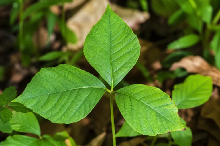What is Poison Ivy and How to Treat It Poison ivy plant with three-leaf pattern